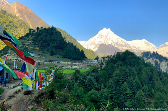 Mt Manaslu, eighth tallest mountain in the world at 8163m, presides over Nubri Valley. Viewed here from Lho village we also see a tree covered hill on the left that is home to Ripum monastery. Hidden from view on the right are the Nadi Chuli (7871m) and Himal Chuli (7893m) that are also part of the Mansiri Himal, so ever present in the scenery of Nubri Valley that has ten peaks over 6500m.
 